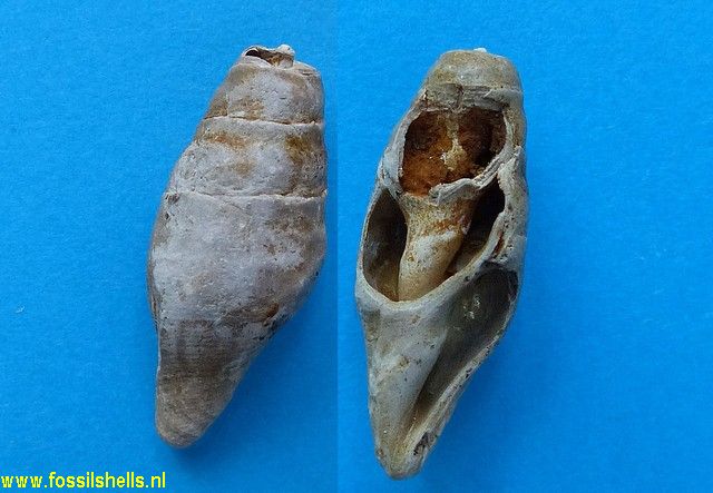 Mitra substriata