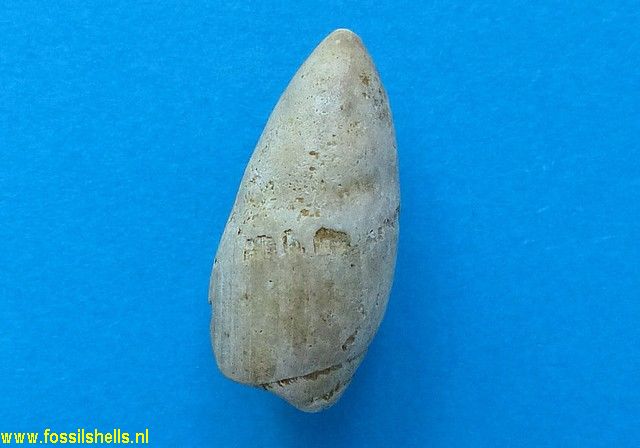 Ancilla obsoleta