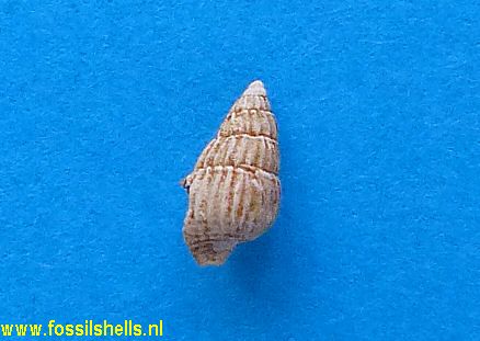 Nassarius semistriata