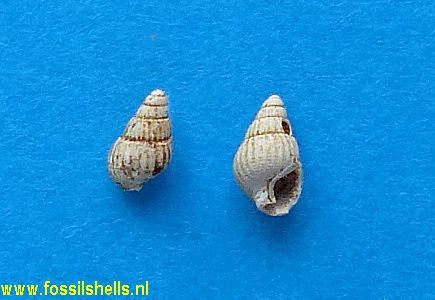 Nassarius schlotheimi
