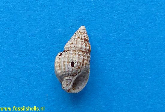 Nassarius subobesa