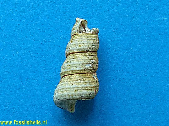 Turritella subangulata