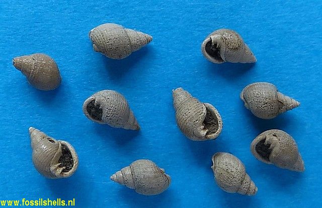 International Fossil Shell Museum - Foundation for the study of shells ...