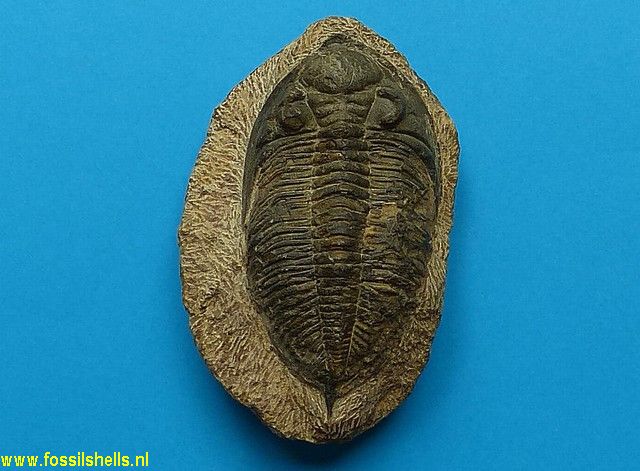 Metacanthina barrandei