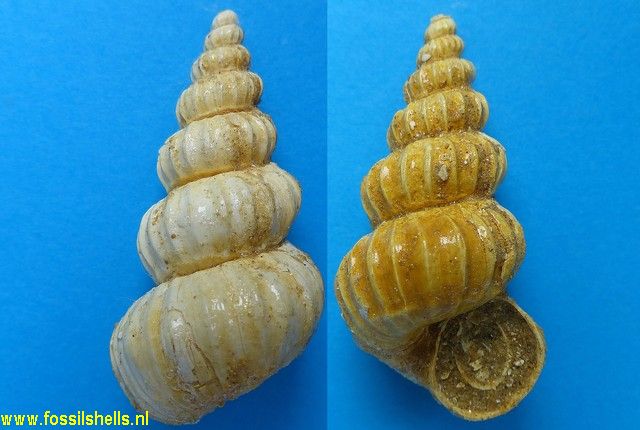 Amaea bowerbankii