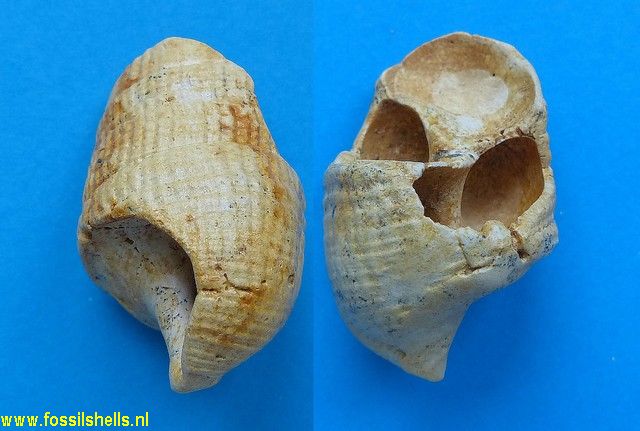 Pseudoaluco jussieui