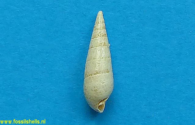 Pseudovertagus malanoides