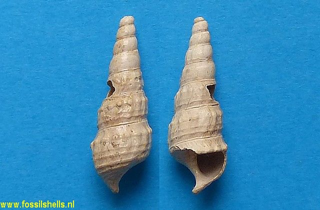 Brotia melanioides