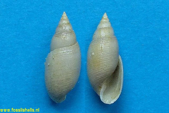 Acteon gmelini
