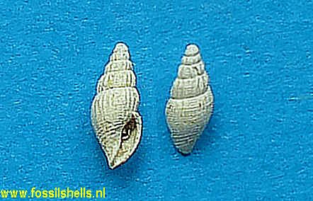 Bela species