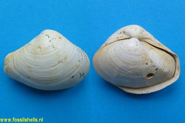 Bicorbula gallica