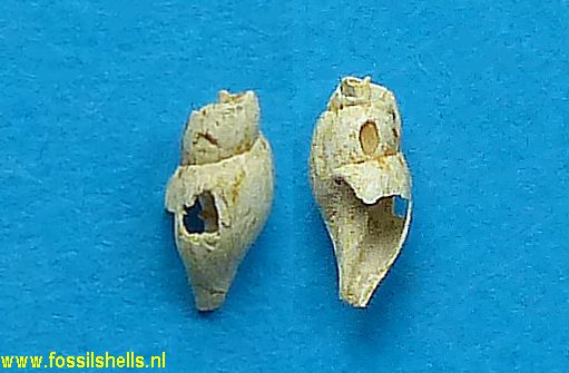 Mangelia semicostulata acceptata