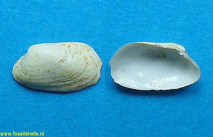 Straelenotrapezium brocchii