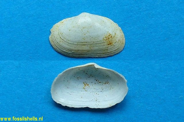 Spaniorinus angustus