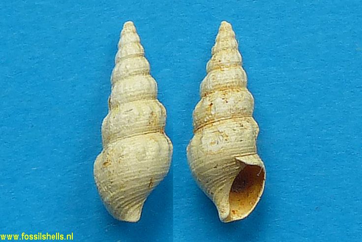 Tenuicerithium polysarcum