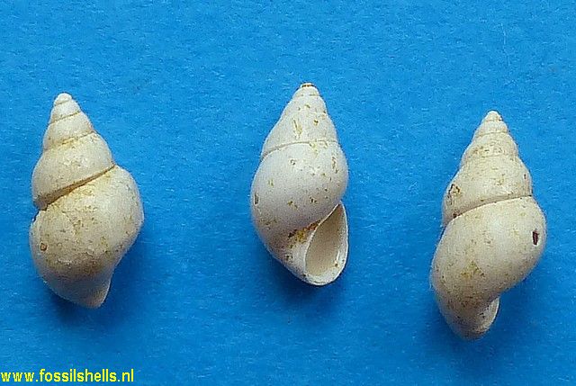 Peringia conica