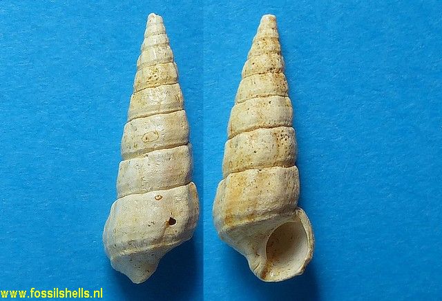 Granulolabium obliquatum var.