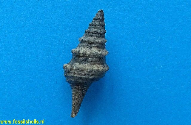 Gemmula badensis