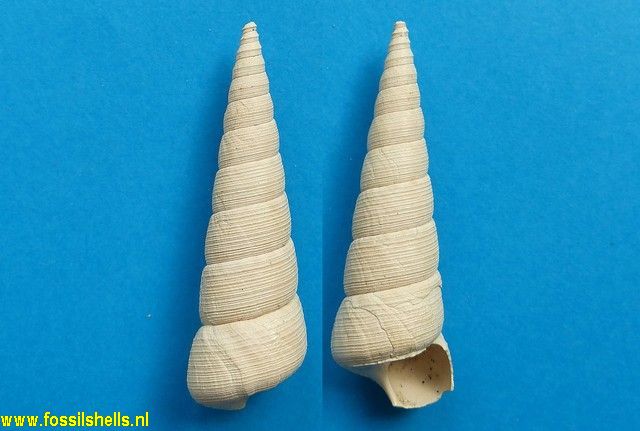 Bathytoma cataphracta jugleri