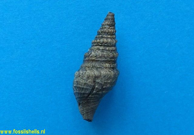 Gemmula annae