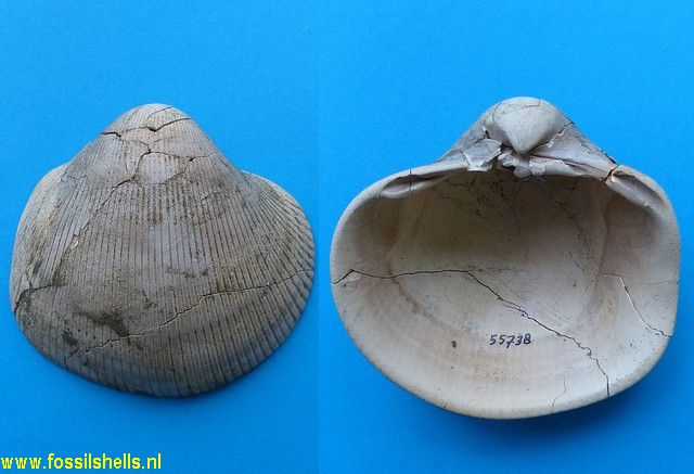Hedecardium cantauariense