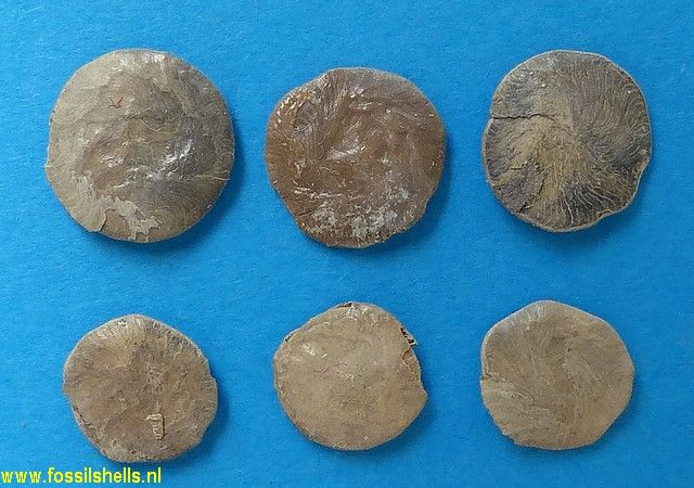 Nummulites species