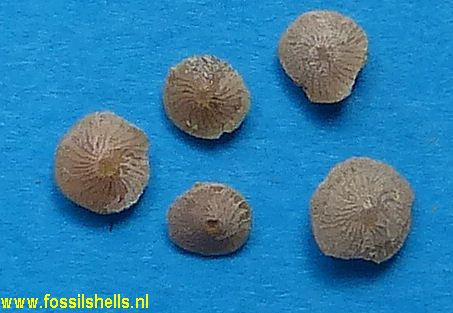 Nummulites species