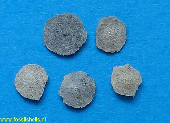 Discocyclina species