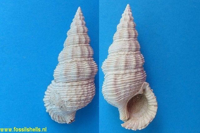 Pseudoaluco filifer