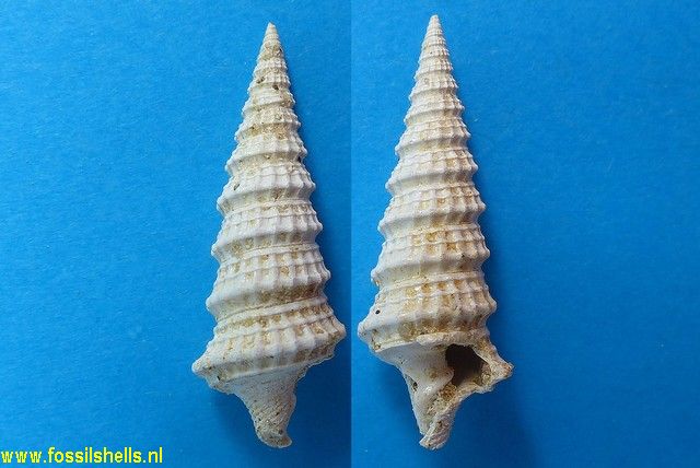 Orthochetus lefroyanus