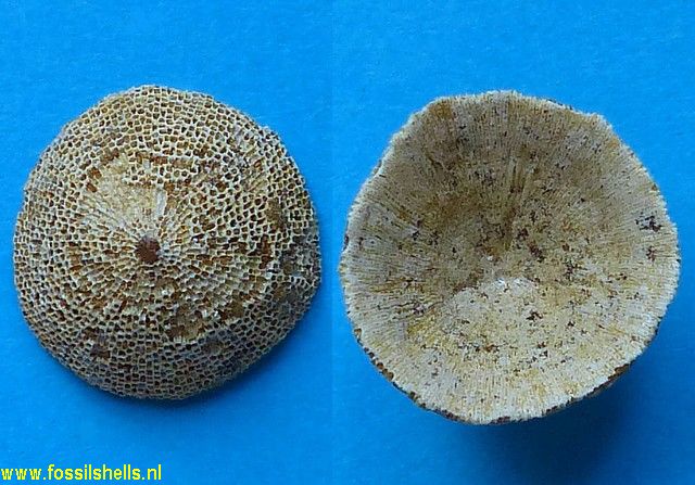 Discoporella species