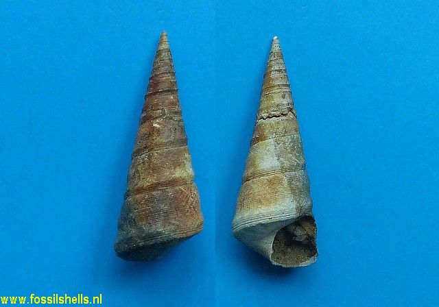 International Fossil Shell Museum - Foundation for the study of shells ...