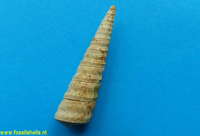 International Fossil Shell Museum - Foundation for the study of shells ...