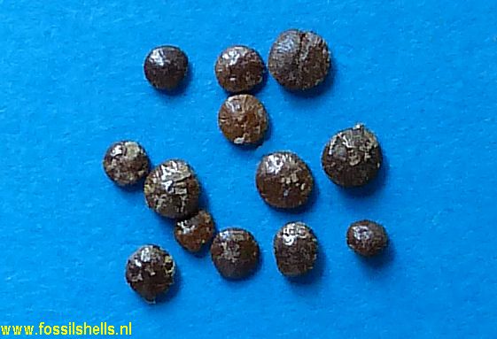 Unidentified Foraminifera