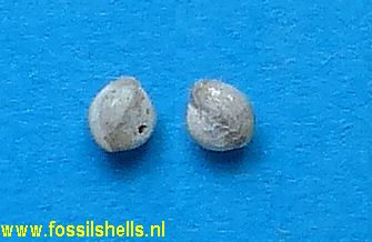 Miliola species