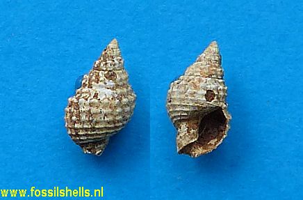 Peristernia species