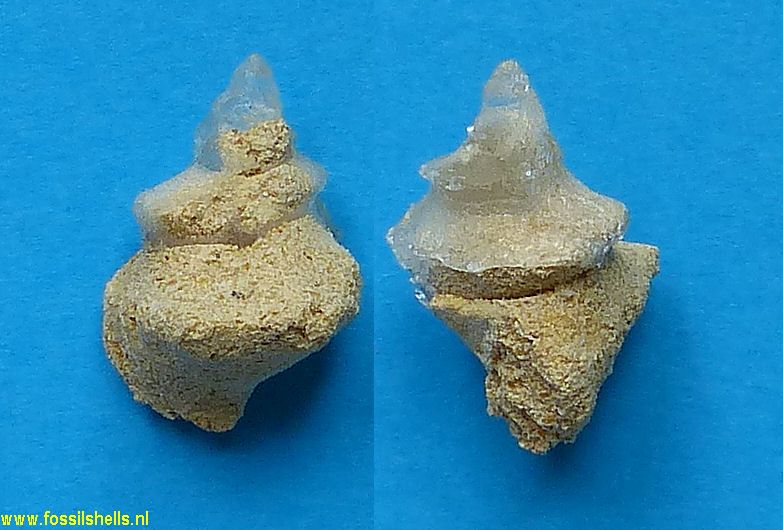 Austrotriton