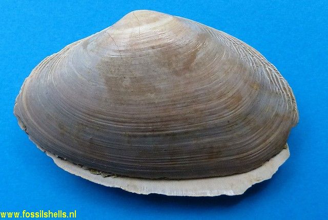 Scalpomactra species