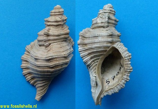 Cabestana tabulata