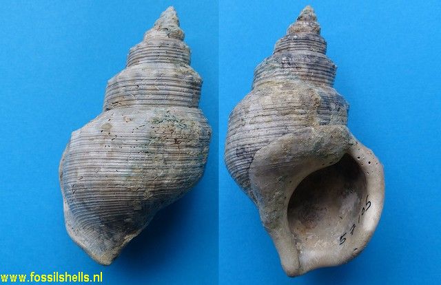 Struthiolaria papulosa