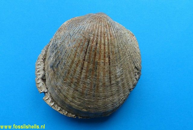 Glycymeris laticostata