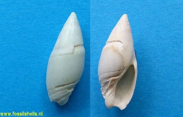 Amalda species