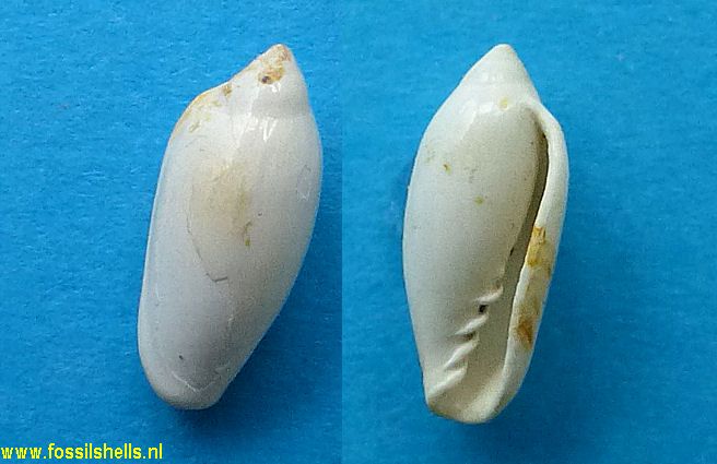 Marginella maoriana