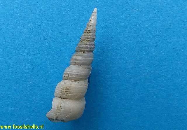 Colposigma mesalia