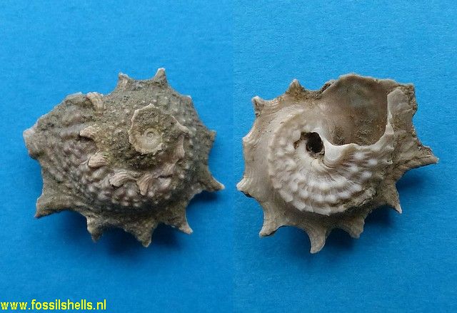 Astraea heliotropium