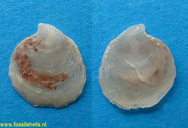Pteria ? species