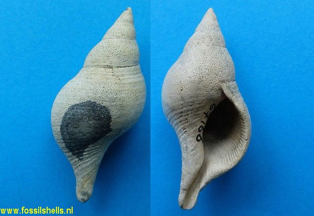 Cirsotrema zelebori