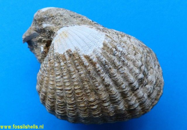 Venericardia purpurata
