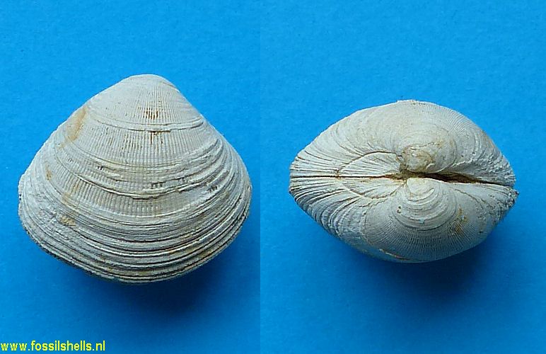 Chione species