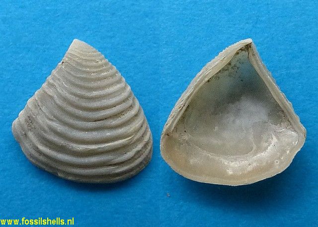 Myadora novaezelandiae